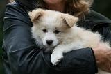 ADULTE ET CHIEN 307